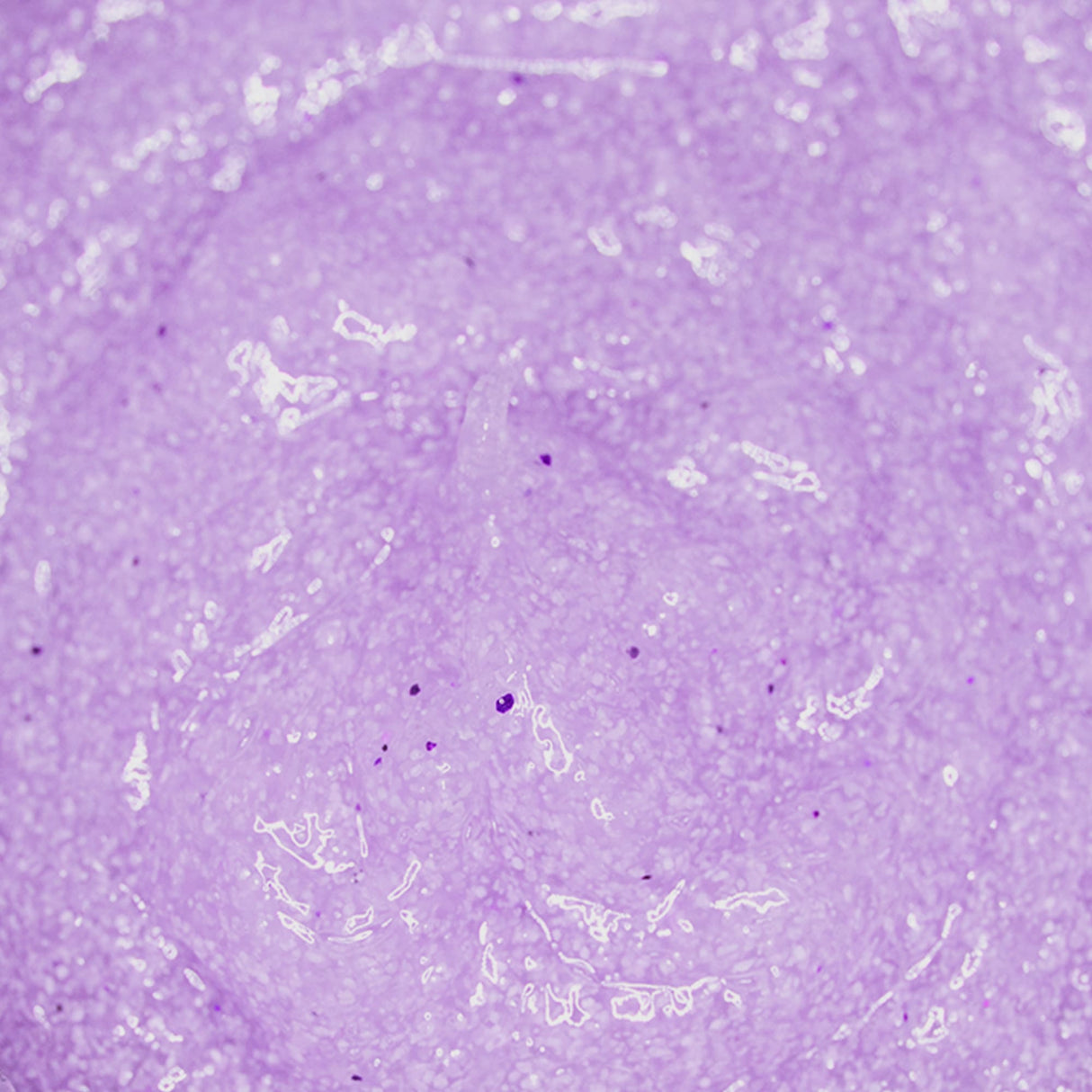 La Palm Honey Extreme Sugar Scrub (4 gallon) Bucket - Lavender Gardens Content Close Up